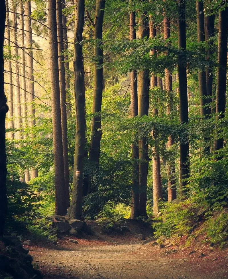 Sunlight falling across a quiet path through a tall forest