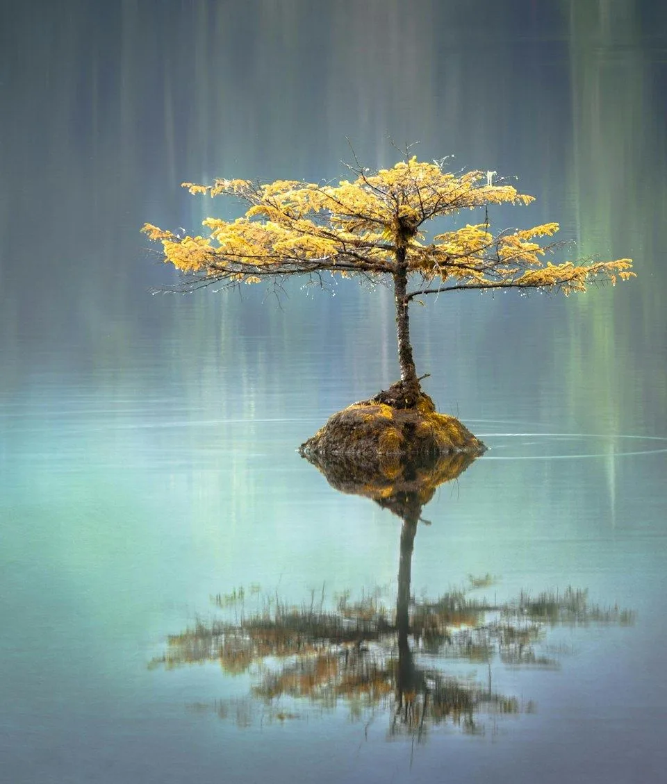 A small tree standing steady on a rock, reflected in still, misty water