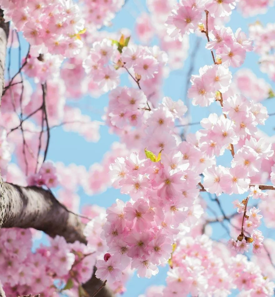 Soft pink blossom on a tree against a clear blue sky