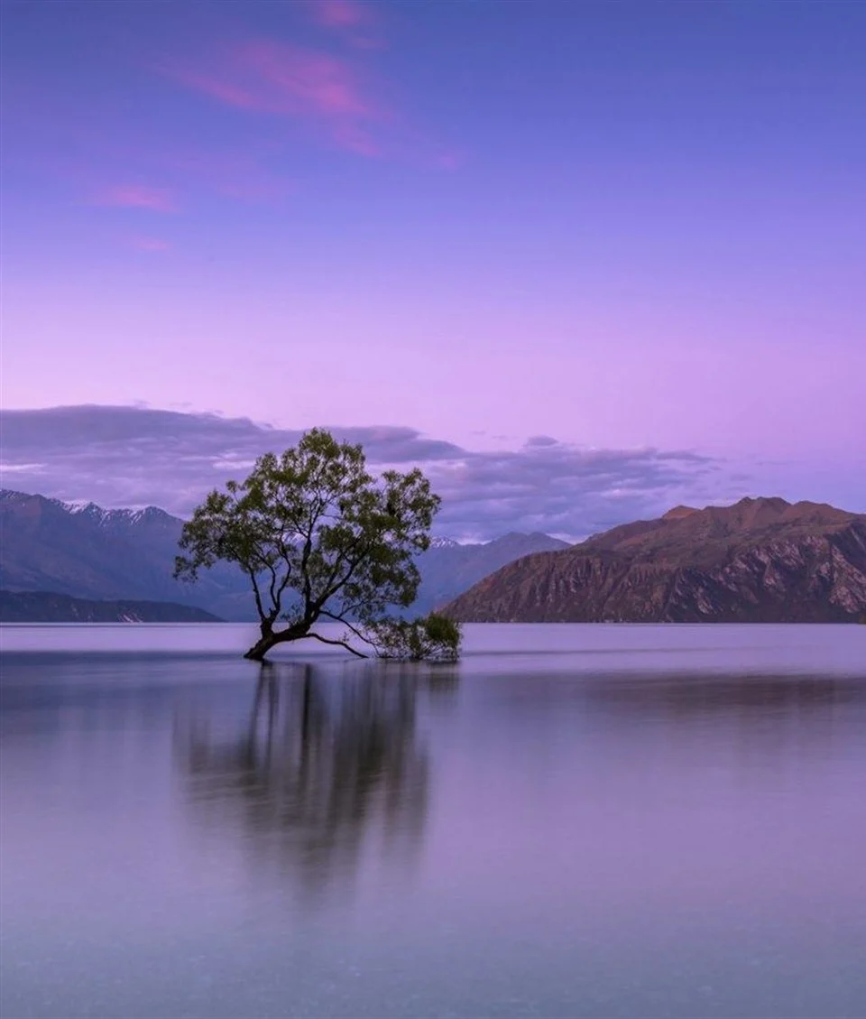 A lone tree standing in still lake water at dusk, perfectly reflected on the surface