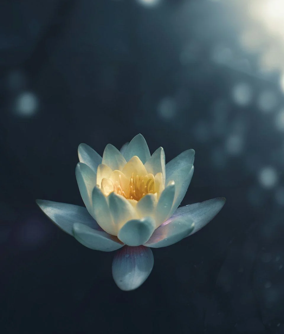 A pale water lily in full bloom floating on dark, still water