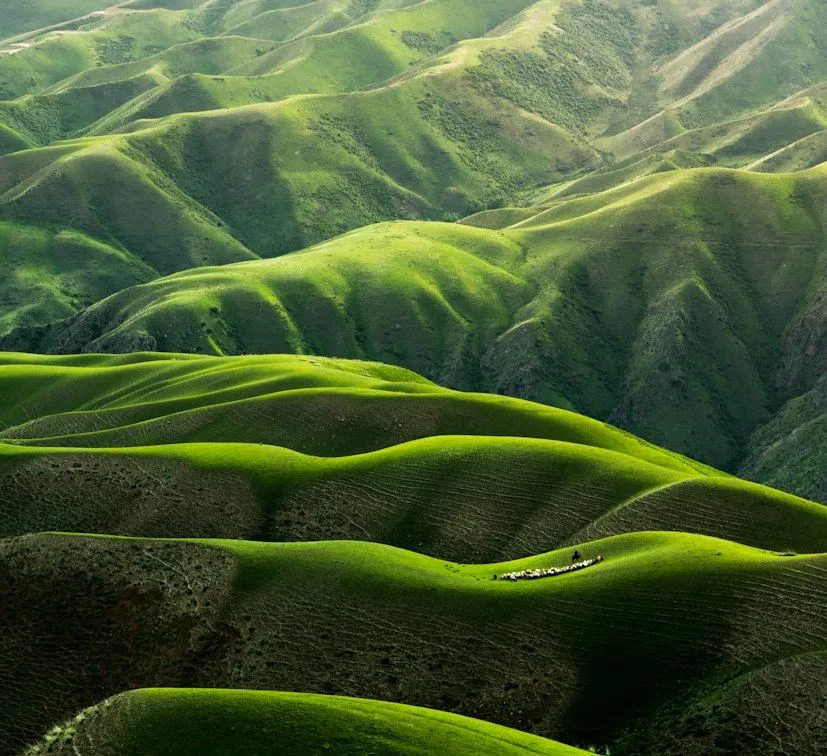 Soft, rolling green hills in gentle light